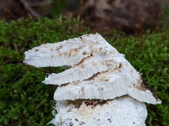 Amaropostia stiptica