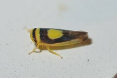 Colladonus clitellarius