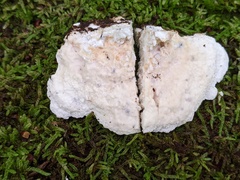 Amaropostia stiptica