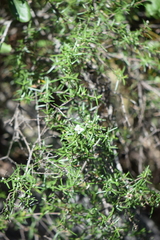 Fendlera linearis