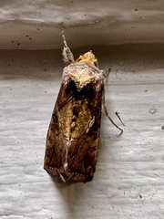 Argyrogramma verruca