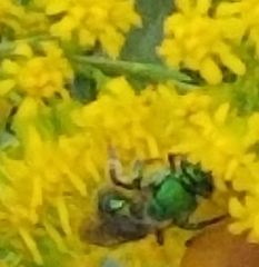 Augochloropsis metallica