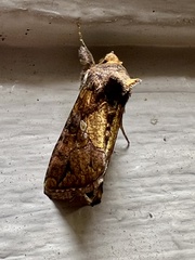 Argyrogramma verruca