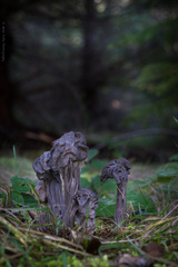 Helvella vespertina