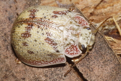 Paropsis charybdis