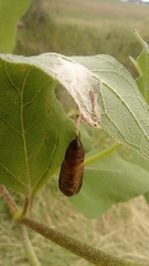 Lepidoptera
