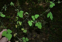 Desmodium viridiflorum