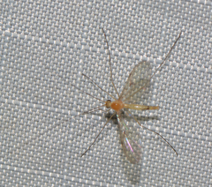 Macrocera inconcinna