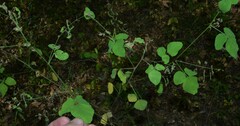 Desmodium viridiflorum