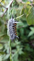 Phaegopterina