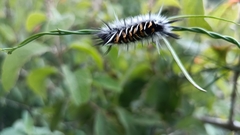 Phaegopterina