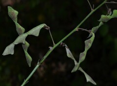 Desmodium viridiflorum