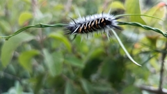 Phaegopterina