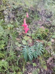 Penstemon miniatus