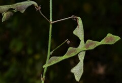 Desmodium viridiflorum