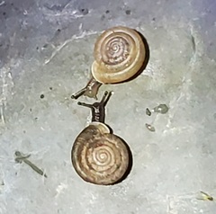 Polygyra