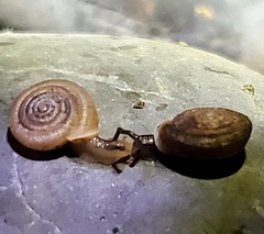 Polygyra