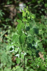 Ptelea trifoliata