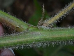 Desmodium viridiflorum