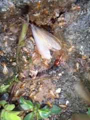 Macrotermes gilvus