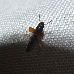 Osoriinae