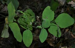 Desmodium viridiflorum