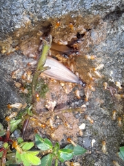 Macrotermes gilvus