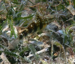 Amblygobius phalaena