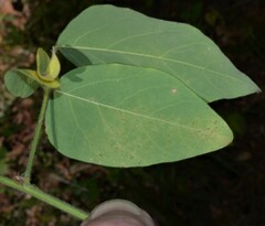 Desmodium viridiflorum