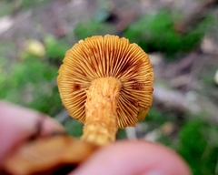 Aureonarius limonius