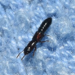 Osoriinae