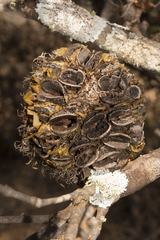 Banksia sphaerocarpa