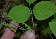 Desmodium viridiflorum