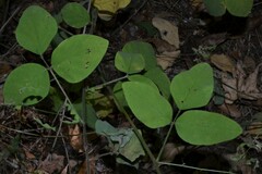 Desmodium viridiflorum