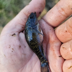 Dormitator maculatus