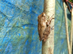 Polypedates occidentalis