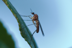 Sylvicola
