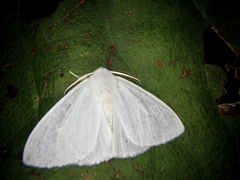 Arctornis chichibense