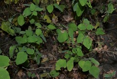 Desmodium viridiflorum