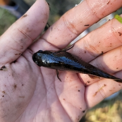 Dormitator maculatus