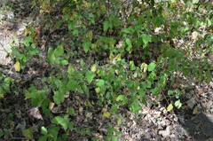 Desmodium viridiflorum