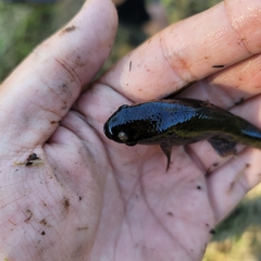 Dormitator maculatus