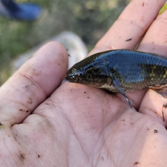 Dormitator maculatus