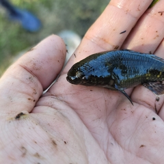 Dormitator maculatus