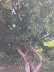Taxus cuspidata