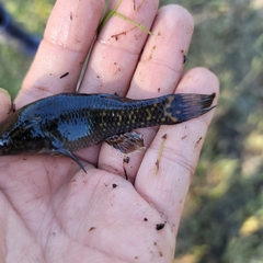 Dormitator maculatus