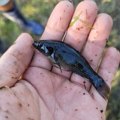 Dormitator maculatus