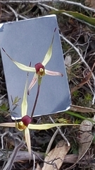 Caladenia leptochila