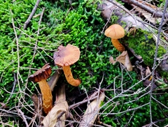 Aureonarius limonius