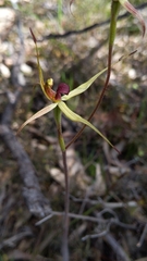 Caladenia leptochila